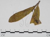 登錄號:F0018921藏品圖，第3張