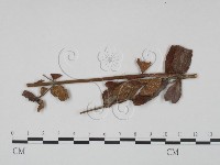 登錄號:F0018922藏品圖，第1張