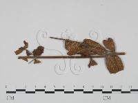登錄號:F0018922藏品圖，第3張