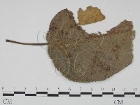 登錄號:F0018924藏品圖，第3張