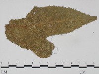 登錄號:F0018926藏品圖，第1張