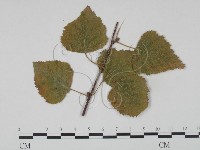 登錄號:F0018927藏品圖，第3張