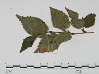登錄號:F0018928藏品圖，第1張