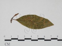 登錄號:F0018929藏品圖，第3張
