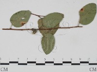 登錄號:F0018930藏品圖，第1張