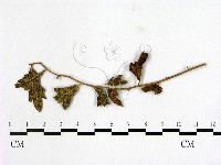 登錄號:F0018932藏品圖，第3張
