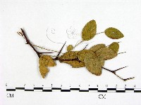 登錄號:F0018933藏品圖，第1張