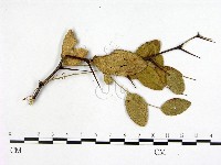 登錄號:F0018933藏品圖，第3張