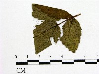 登錄號:F0018934藏品圖，第4張
