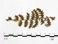 登錄號:F0018935藏品圖，第1張
