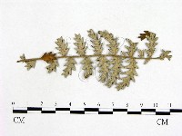 登錄號:F0018935藏品圖，第3張