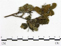 登錄號:F0018936藏品圖，第1張