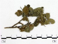 登錄號:F0018936藏品圖，第3張