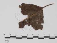 登錄號:F0018938藏品圖，第1張
