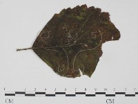 登錄號:F0018939藏品圖，第1張