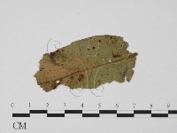 登錄號:F0018941藏品圖，第3張