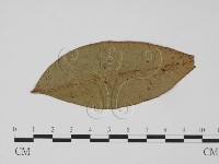 登錄號:F0018942藏品圖，第1張
