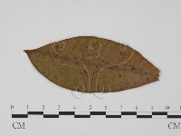 登錄號:F0018942藏品圖，第3張