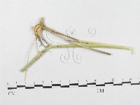 登錄號:F0018945藏品圖，第1張