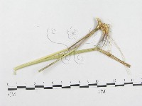 登錄號:F0018945藏品圖，第4張