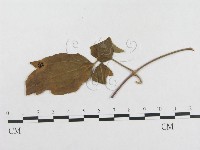 登錄號:F0018946藏品圖，第1張
