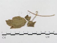 登錄號:F0018946藏品圖，第4張