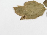 登錄號:F0018946藏品圖，第5張