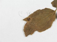 登錄號:F0018946藏品圖，第6張
