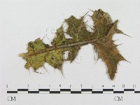 登錄號:F0018948藏品圖，第1張