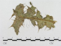 登錄號:F0018948藏品圖，第4張