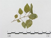 登錄號:F0018950藏品圖，第1張