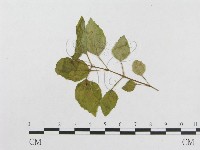 登錄號:F0018950藏品圖，第4張