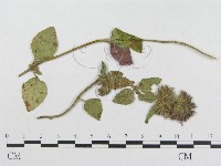 登錄號:F0018951藏品圖，第4張