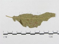 登錄號:F0018952藏品圖，第4張