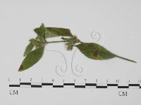 登錄號:F0018955藏品圖，第3張