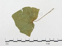 登錄號:F0018956藏品圖，第1張