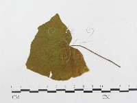 登錄號:F0018956藏品圖，第4張