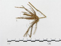 登錄號:F0018959藏品圖，第4張