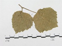 登錄號:F0018960藏品圖，第1張