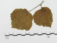 登錄號:F0018960藏品圖，第4張