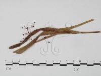 登錄號:F0018961藏品圖，第1張