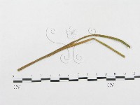 登錄號:F0018962藏品圖，第1張