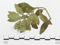 登錄號:F0018964藏品圖，第1張