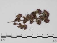 登錄號:F0018965藏品圖，第1張