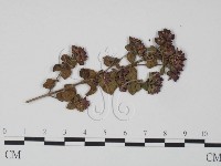 登錄號:F0018965藏品圖，第3張