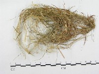 登錄號:F0018967藏品圖，第1張