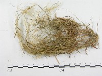 登錄號:F0018967藏品圖，第4張