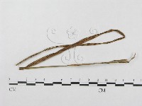 登錄號:F0018968藏品圖，第1張
