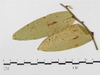 登錄號:F0018969藏品圖，第1張