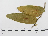 登錄號:F0018969藏品圖，第4張